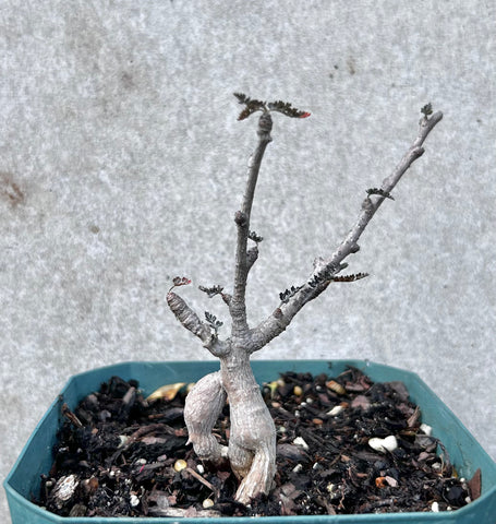 Boswellia socotrana Silver Leaf Specimen Tree