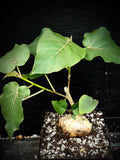 EP - Ficus petiolaris  Exact Plant Bonsai Specimen Seed Grown