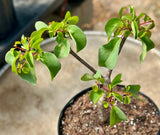 Terminalia orbicularis Pachycaul caudex Africa bonsai tree