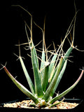 Leuchtenbergia principis 4"