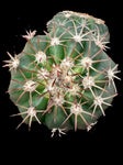 Melocactus violaceus Turks Cap Cactus- Small Cuban Cactus with Furry Cephalium