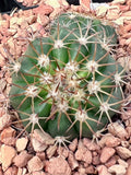 Melocactus violaceus Turks Cap Cactus- Small Cuban Cactus with Furry Cephalium