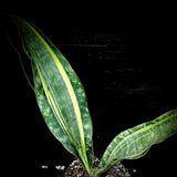 Sansevieria Masoniana Yellow Variegated 6"