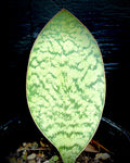 Sansevieria masoniana x kirkii "White" aka Elephant Ears or 'Hu Chang' 1 gallon