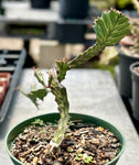 Euphorbia buruana Specimen 1