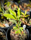 Red Bay Tree Persea borbonia Florida Native Tree