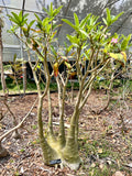 Adenium arabicum Shada form 4" Seed Grown