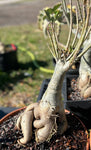 Adenium obesum Bonsai Specimens | Pink Flowers