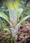 Bilbergia Hybrid | Striped Bromeliad