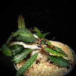 Euphorbia francoisii Specimen 15F Bonsai 4” pot