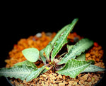 Euphorbia francoisii  Dwarf Madagascar Caudex Type Pick For Me 4" pots