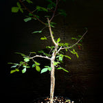 Commiphora mildbraedii ‘Black bark ‘ seed grown Bonsai 1 gallon