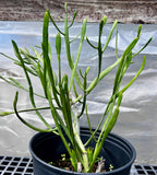 Euphorbia xylophylloides | Leafless Madagascar Euphorbia | Exact Plants
