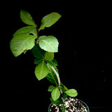 Commiphora ovalifolia 4"