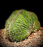 Crested Echinopsis cv Flambeau Easter Lily Cactus 5”