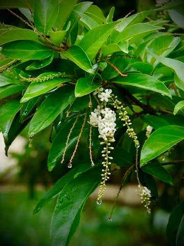 Florida Fiddlewood | Citharexylon spinosum | Florida Native Tree