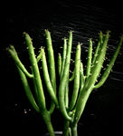 Euphorbia alluaudii (formerly Euphorbia leucodendron) Madagascar Coralliform Succulent