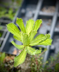 Euphorbia venefica | Thick Shrub Euphorbia | UNROOTED Arm Cuttings