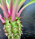 Euphorbia viguieri Large Plants Jewel of Madagascar 6"