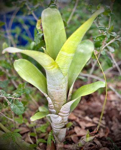 Bilbergia Hybrid | Striped Bromeliad
