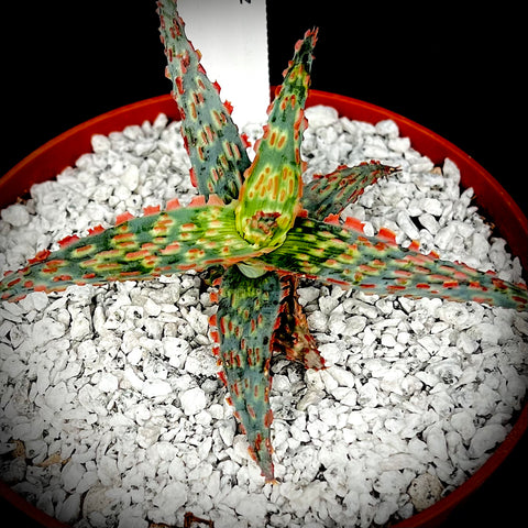 Aloe hybrid 'Neon Fizz' 4" pots rare aloe hybrid