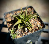 Haworthia limifolia hybrid No Tag | Plant A