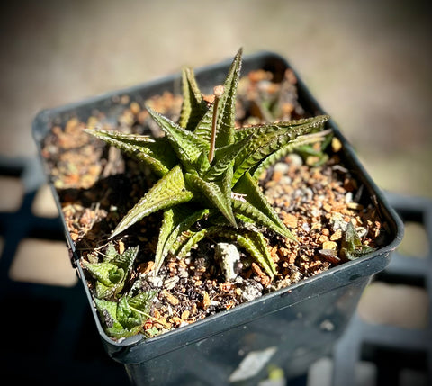 Haworthia limifolia hybrid No Tag | Plant A