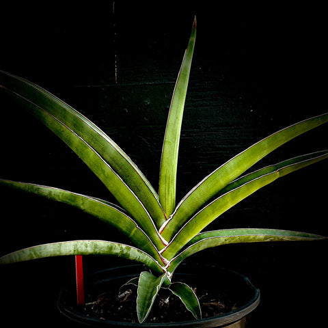Sansevieria robusta 1 gallon Large Fan Shaped Snake Plant