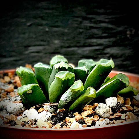 Haworthia truncata var maughnii Dwarf Succulent