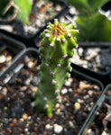 Euphorbia nerifolia crested