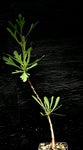 Jatropha dioica v graminea 5" Caudex Forming Jatropha Bonsai | Texas Native Succulent!