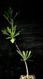 Jatropha dioica v graminea 5" Caudex Forming Jatropha Bonsai | Texas Native Succulent!