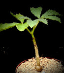 Cyphostemma hardyi 4"