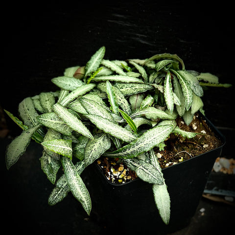 Euphorbia francoisii 5" Specimens