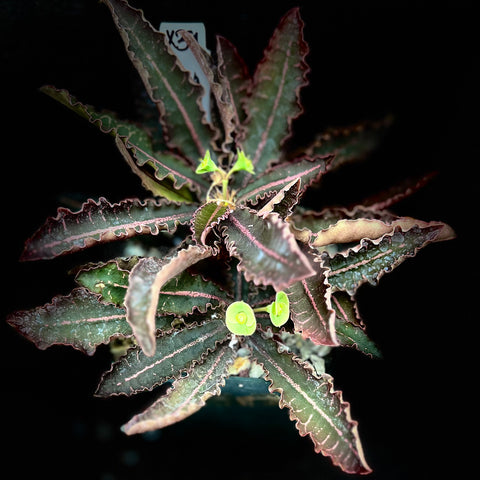 X39 Euphorbia francoisii crassicaulis f. rubra Hybrid Specimen Madagascar Dwarf Geophyte Exact Plant