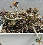 Euphorbia capsaintmariensis | Community Breeder Pot Full | 8 Plants Total