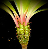 Euphorbia viguieri Large Plants Jewel of Madagascar 6"