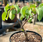 Terminalia orbicularis Pachycaul caudex Africa bonsai tree