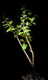 Commiphora wightii Specimen 1 Seed Grown Exact Plant