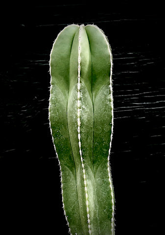 Pachycereus marginatus , Large Specimen Mexican Fence Post Cactus