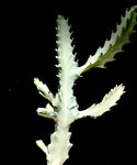 Euphorbia lactea 'Grey Ghost'