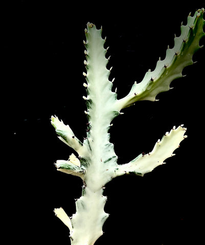 Euphorbia lactea 'Grey Ghost' 4"