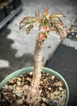 Cyphostemma hardyi | Seed Grown Caudex Plant