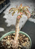 Cyphostemma hardyi | Seed Grown Caudex Plant