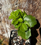Cyphostemma cirrhosum | 2” Pot Size | Rare Caudex Plant