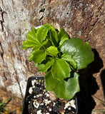 Cyphostemma cirrhosum | 2” Pot Size | Rare Caudex Plant