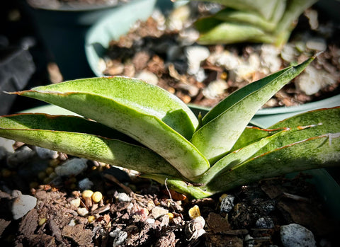 Sansevieria hybrid No ID | Small Stacked Leaves | Starter Plants