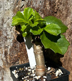 Cyphostemma cirrhosum | 2” Pot Size | Rare Caudex Plant