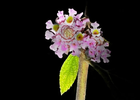 Lippia alba | Oaxaca lemon verbena | Medicinal Pollinator Plant