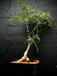 Euphorbia hedyotoides Madagascar Caudex Plant